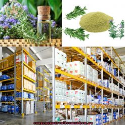 Chiết xuất hương thảo được lấy từ cây hương thảo, một loại cây có mùi thơm có nguồn gốc từ khu vực Địa Trung Hải.